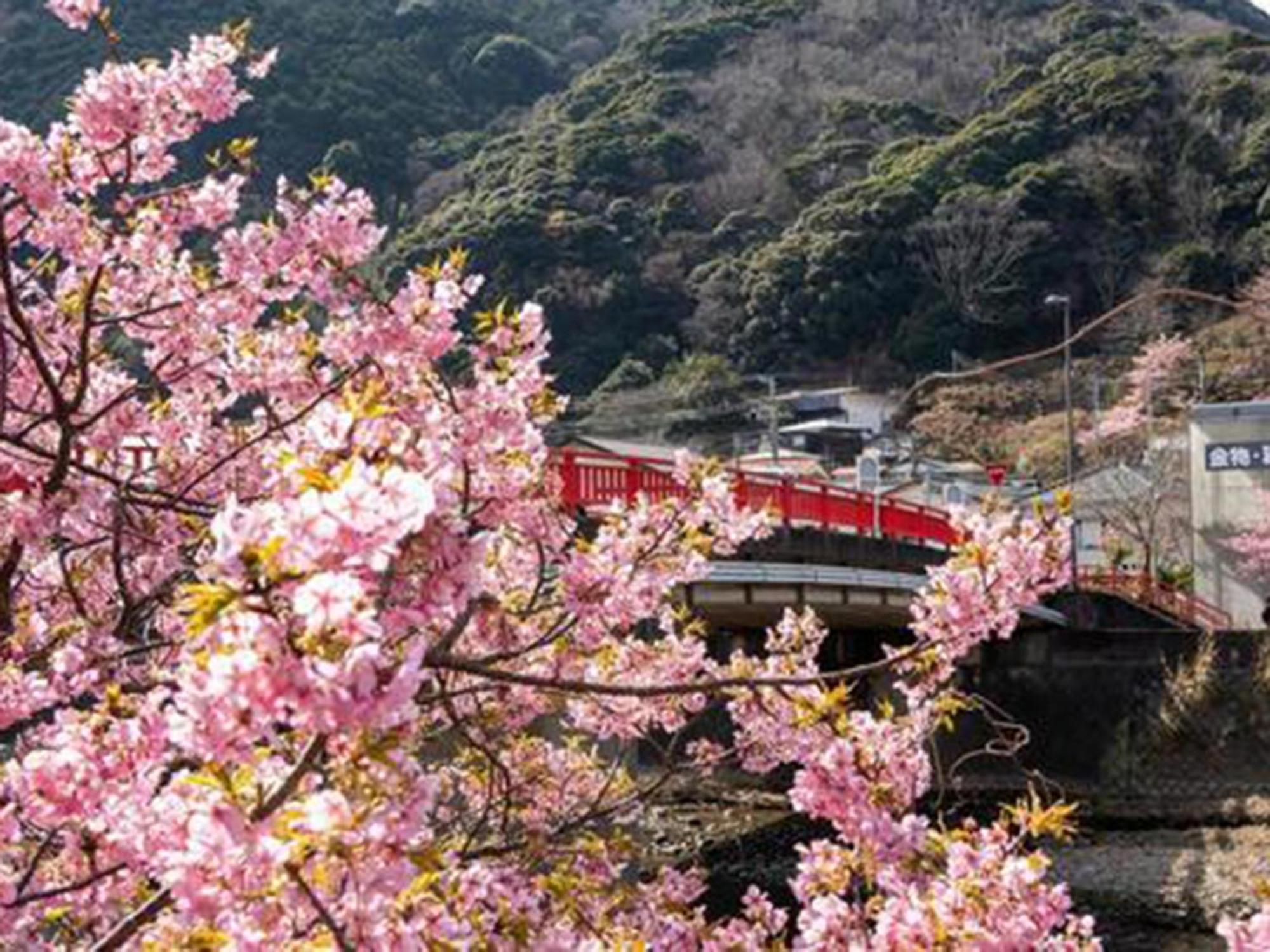 Kr バーズ ヴィラ伊豆白浜リゾート 下田市 エクステリア 写真